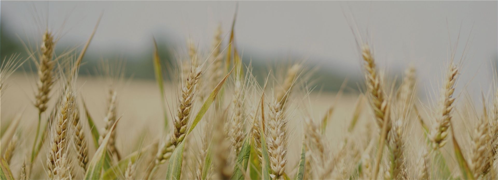 BTS Agricole