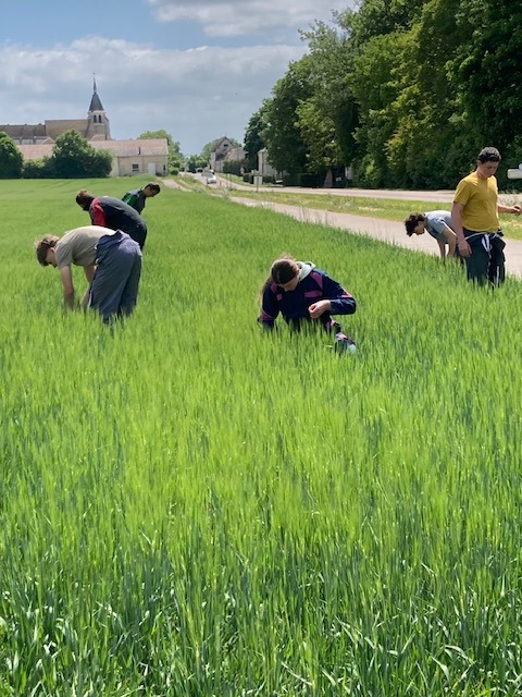 Voie professionnelle